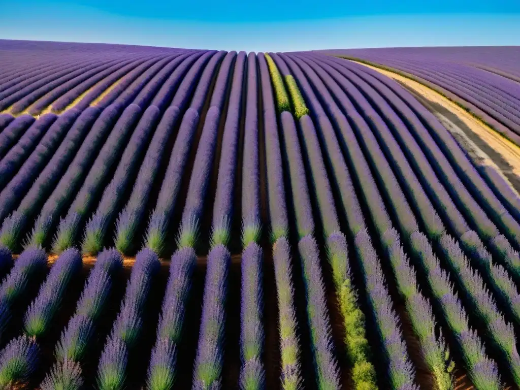 Una vista aérea impresionante de campos de lavanda en Provenza, Francia, bajo un cielo azul claro